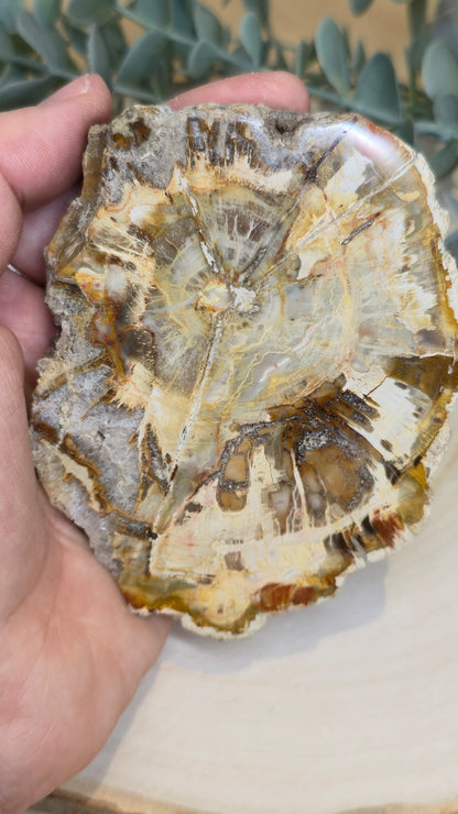 Tranche de bois pétrifié de Madagascar