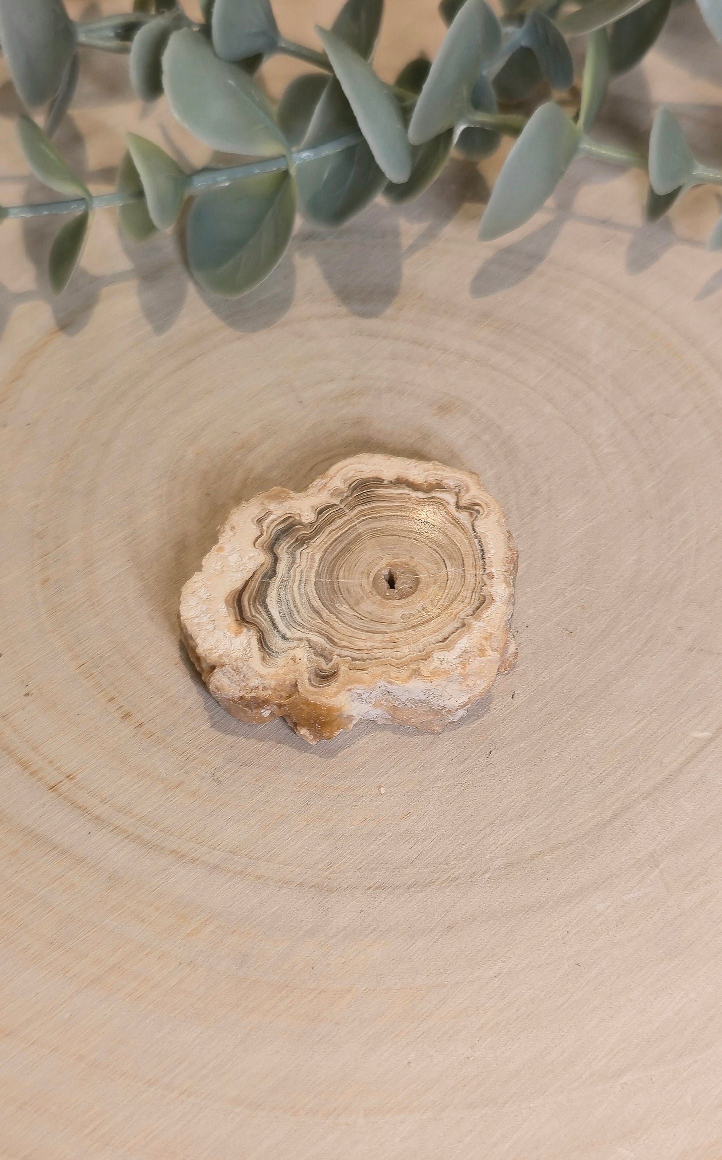 Tranche de Calcite Stalactite du Maroc