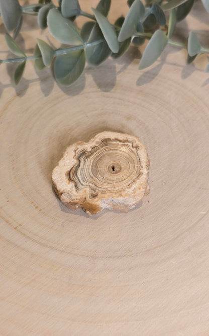 Tranche de Calcite Stalactite du Maroc