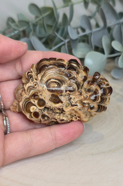 Tranche de Stalactite Aragonite