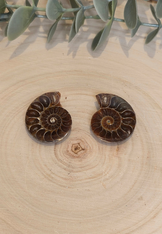 Ammonite fossile 2,5 à 3cm