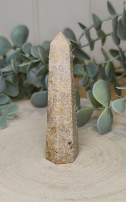 Pointe en Corail fossile