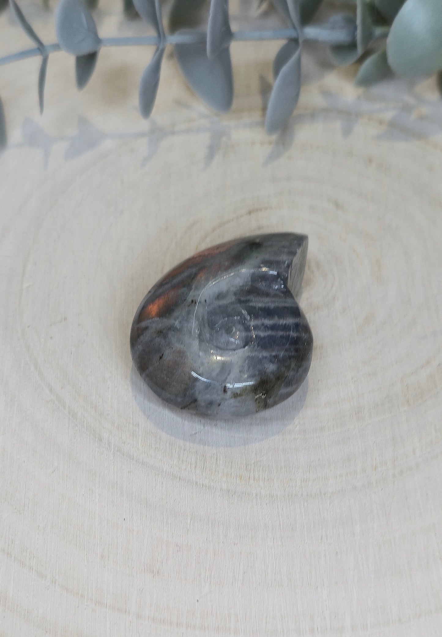 Coquille d’escargot en Labradorite