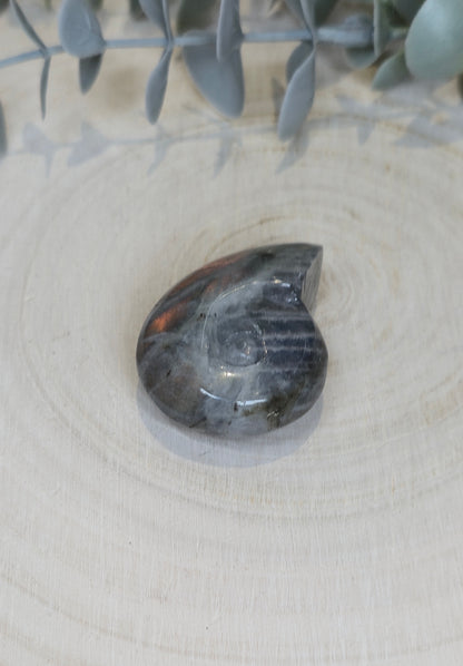 Coquille d’escargot en Labradorite