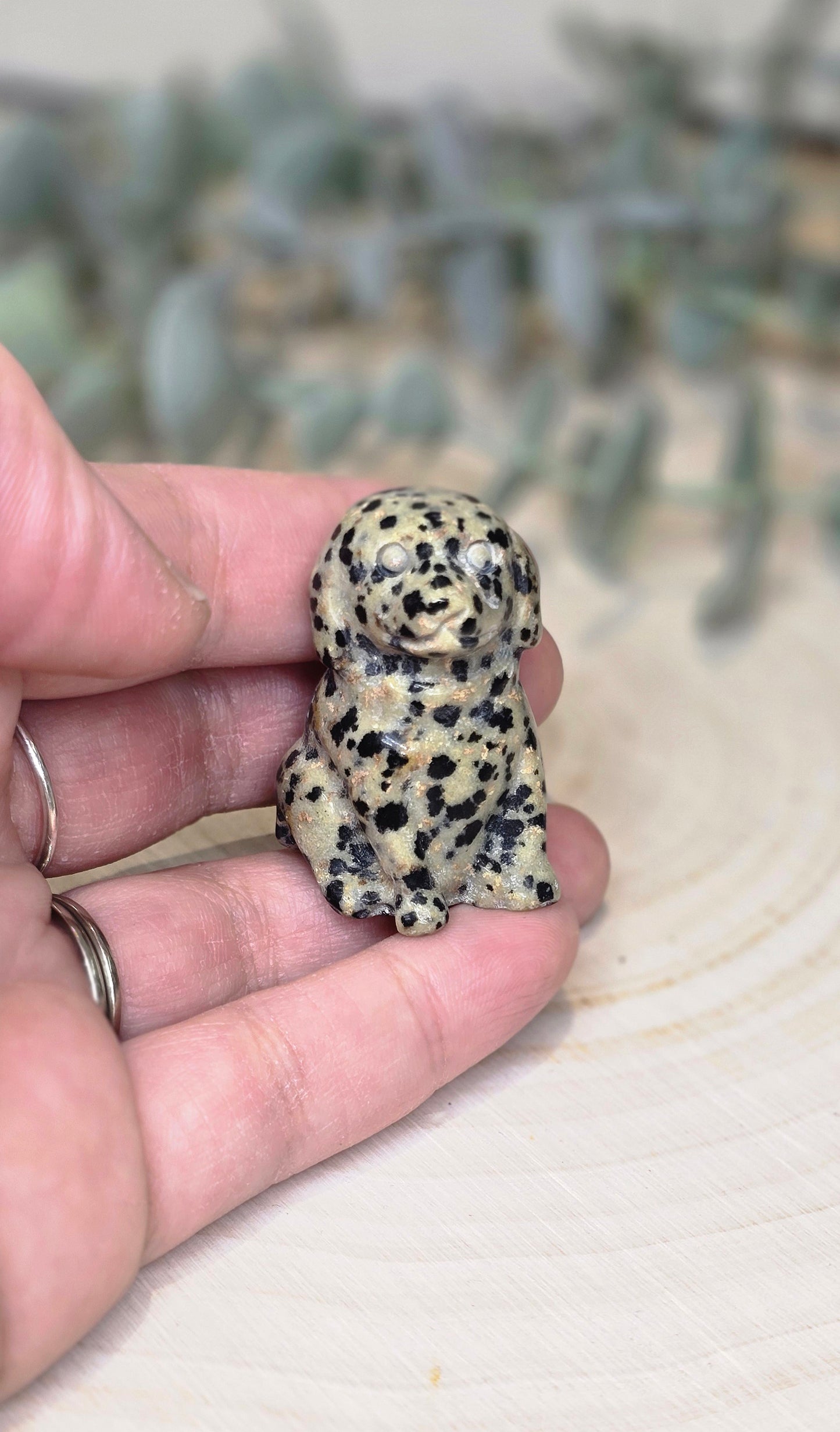Chien en Jaspe Dalmatien