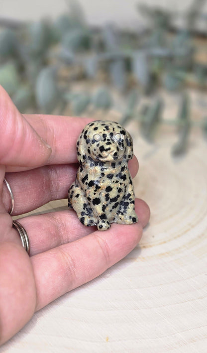 Chien en Jaspe Dalmatien