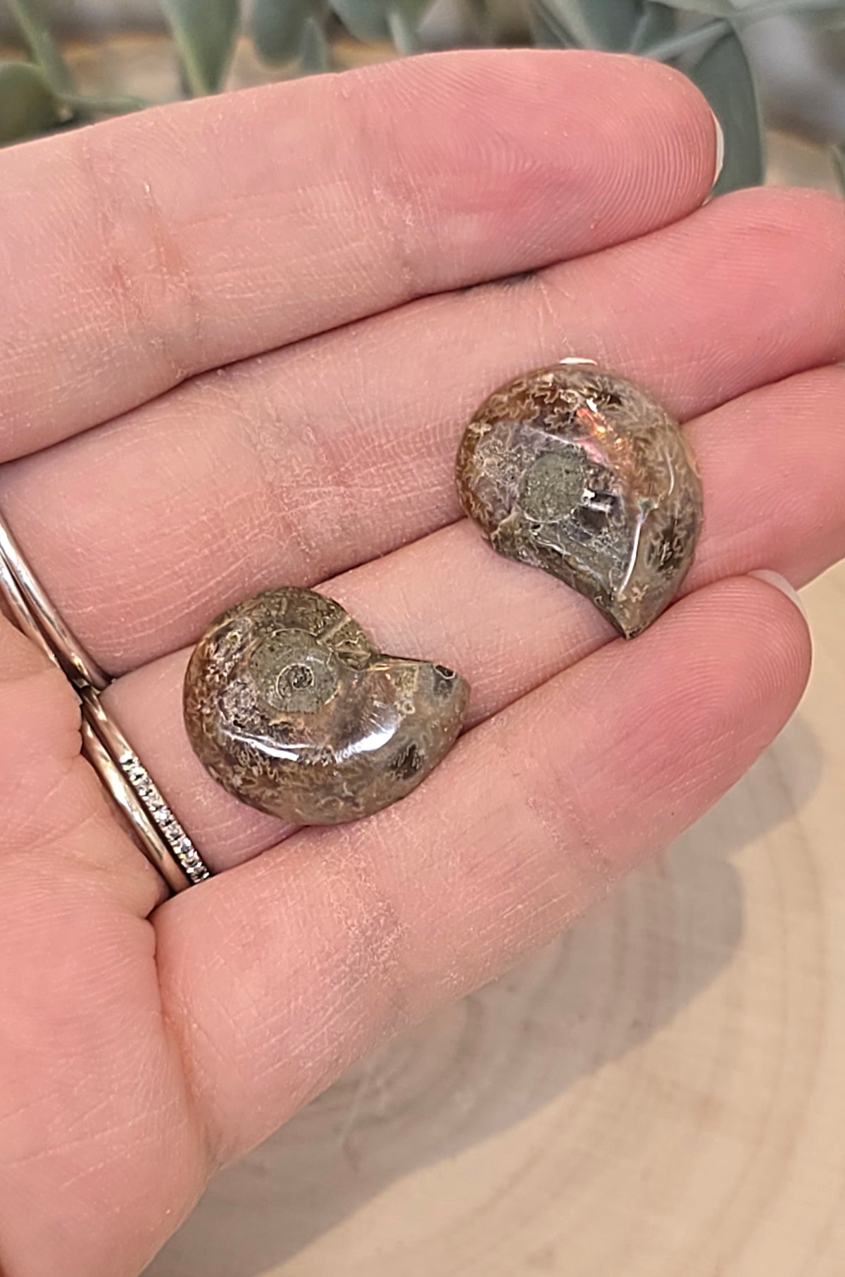 Ammonite fossile