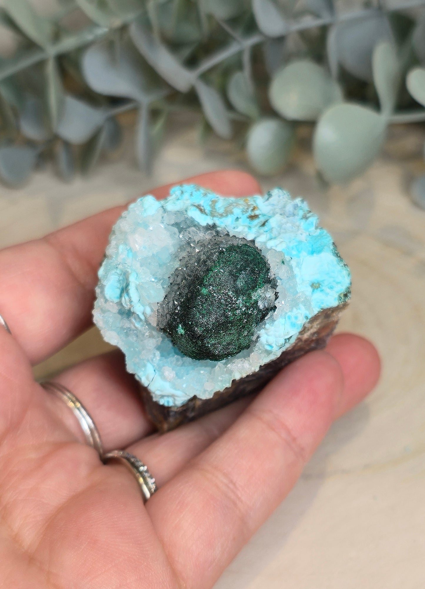 Chrysocolle brute