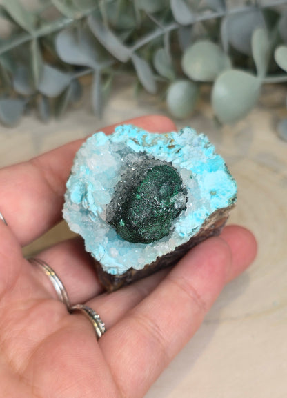Chrysocolle brute