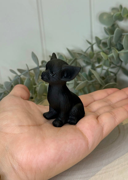 Chien Chihuahua Obsidienne