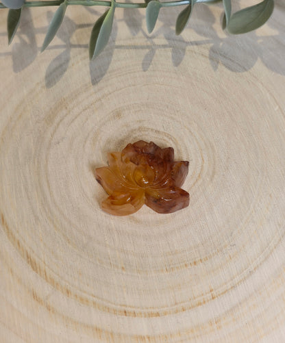 Lotus en Golden healer