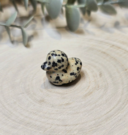 Canard Jaspe Dalmatien