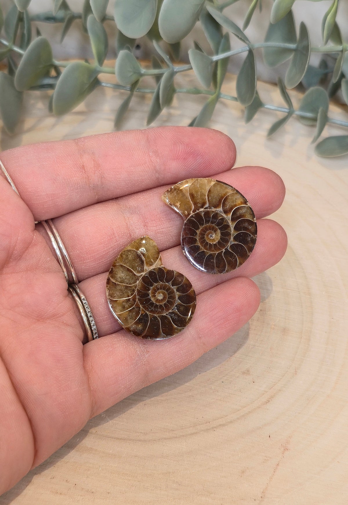 Ammonite fossile 2,5 à 3cm