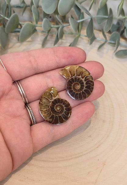 Ammonite fossile 2,5 à 3cm