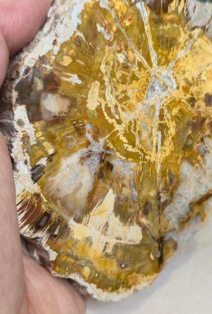 Tranche de bois pétrifié de Madagascar