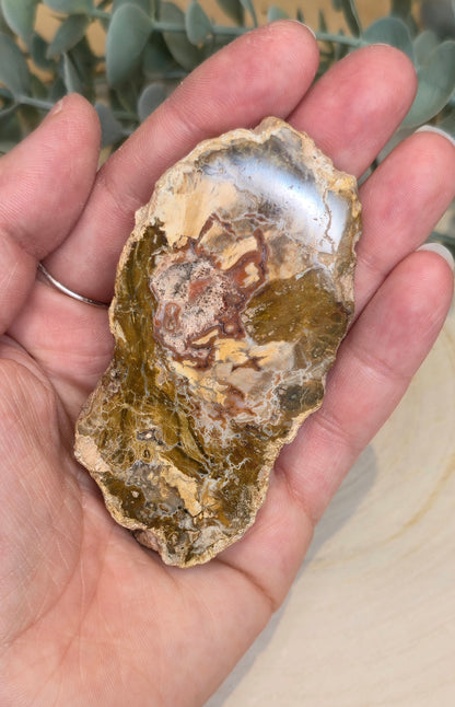 Tranche de bois pétrifié de Madagascar