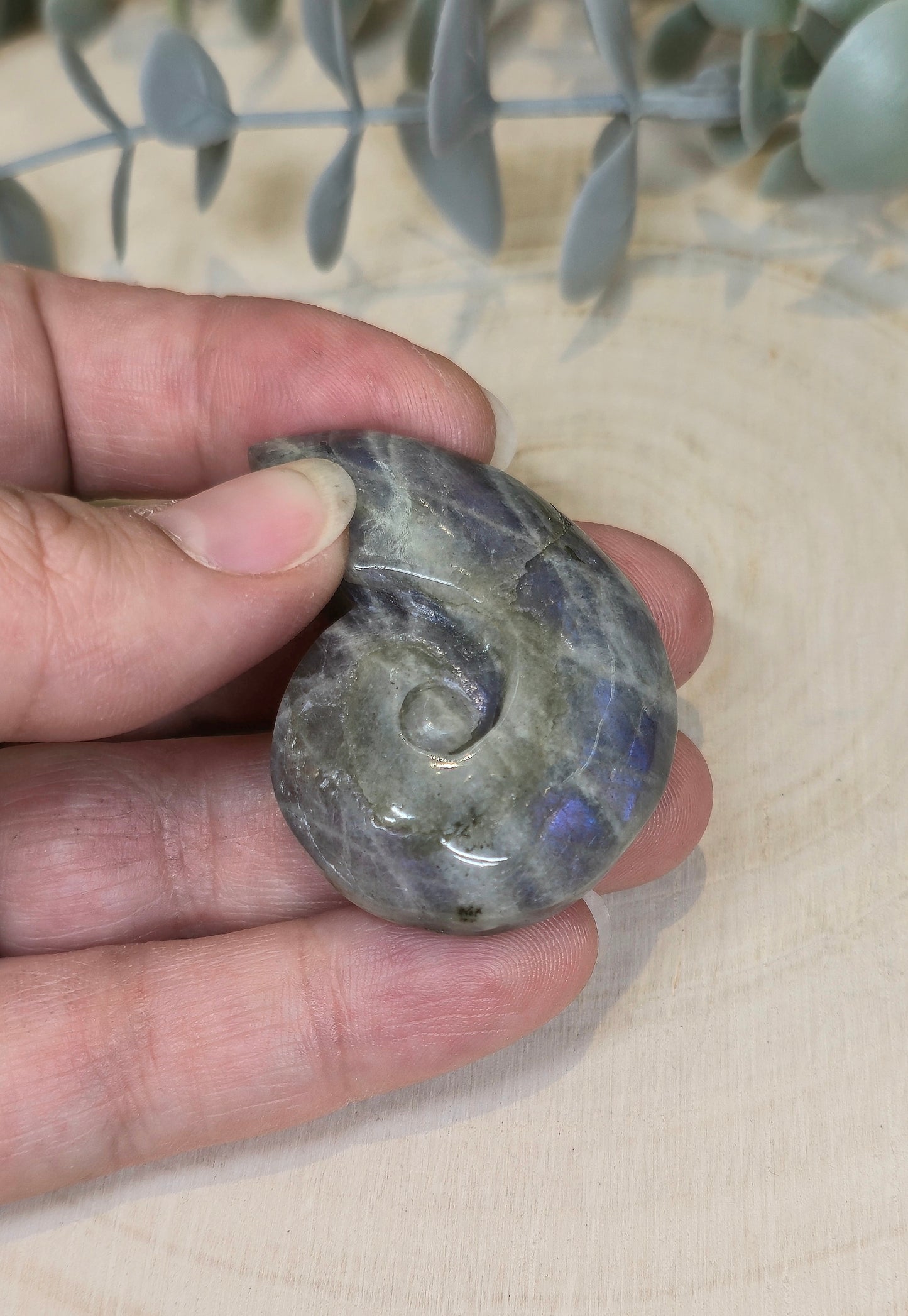 Coquille d’escargot en Labradorite