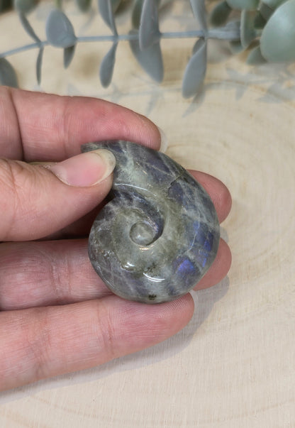 Coquille d’escargot en Labradorite