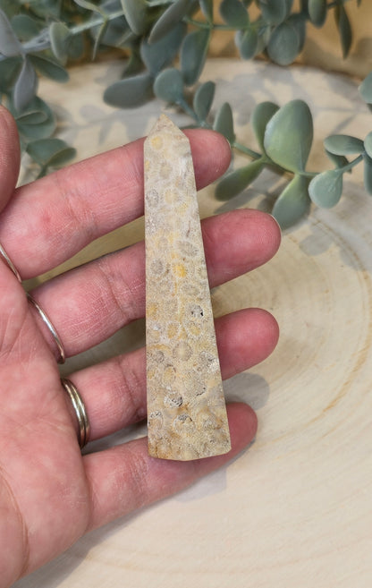 Pointe en Corail fossile