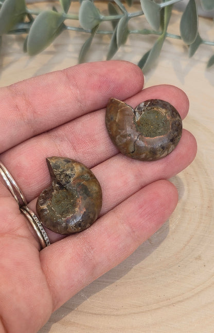 Ammonite fossile 2,5 à 3cm