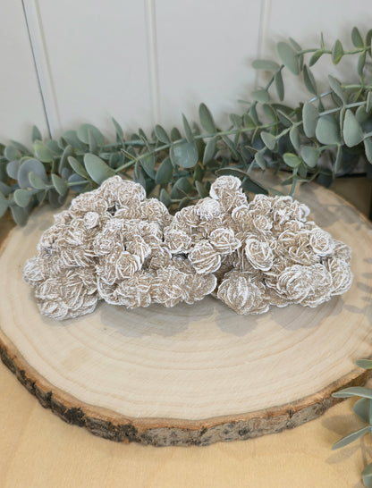 Rose des sables du Mexique