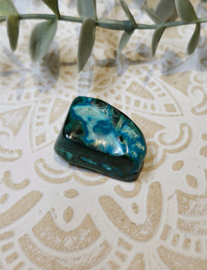 Malacholla barattée