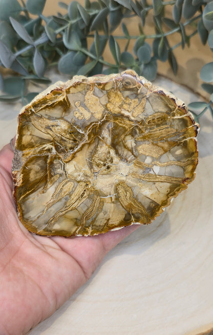 Tranche de bois pétrifié