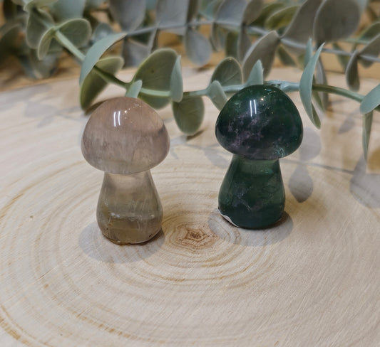 Champignon Fluorite