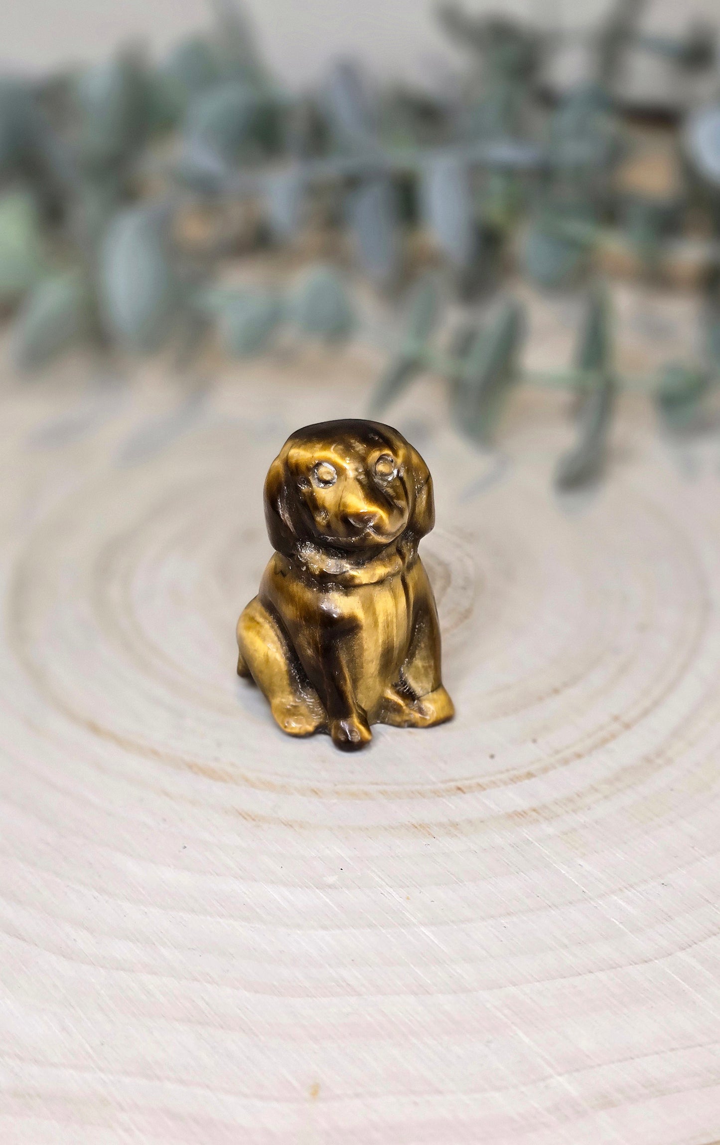 Chien en Oeil de tigre