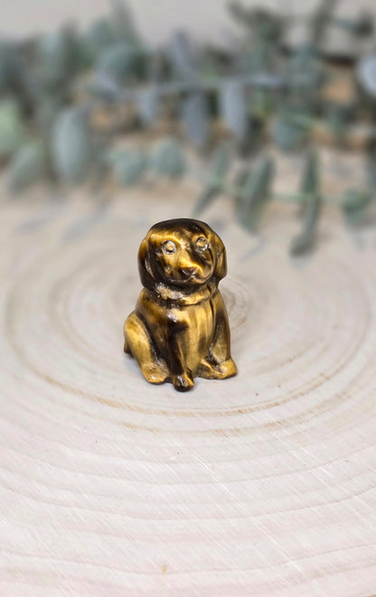 Chien en Oeil de tigre