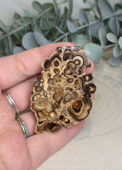 Tranche de Stalactite Aragonite