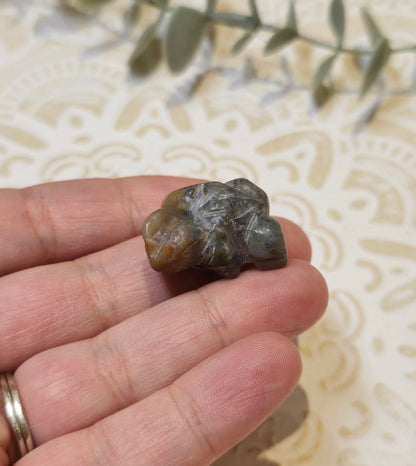 Grenouille Jaspe océan