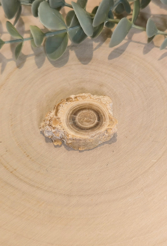 Tranche de Calcite Stalactite du Maroc