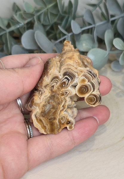 Tranche de Stalactite Aragonite