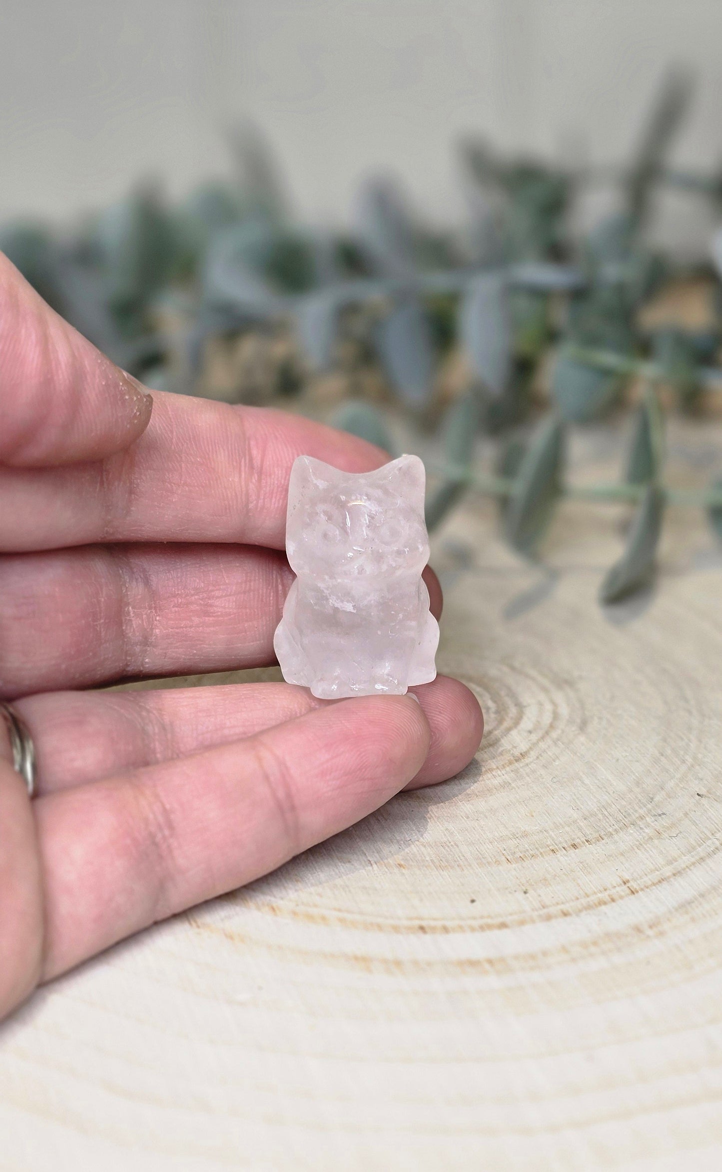 Chat en Quartz clair