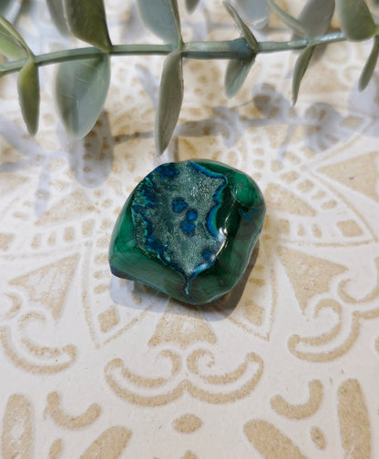 Malacholla barattée