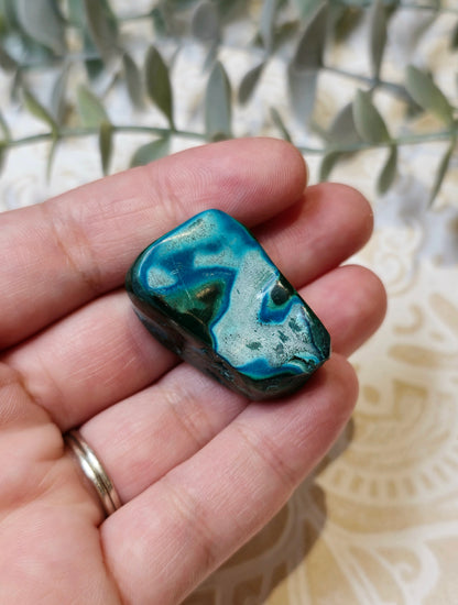 Malacholla barattée