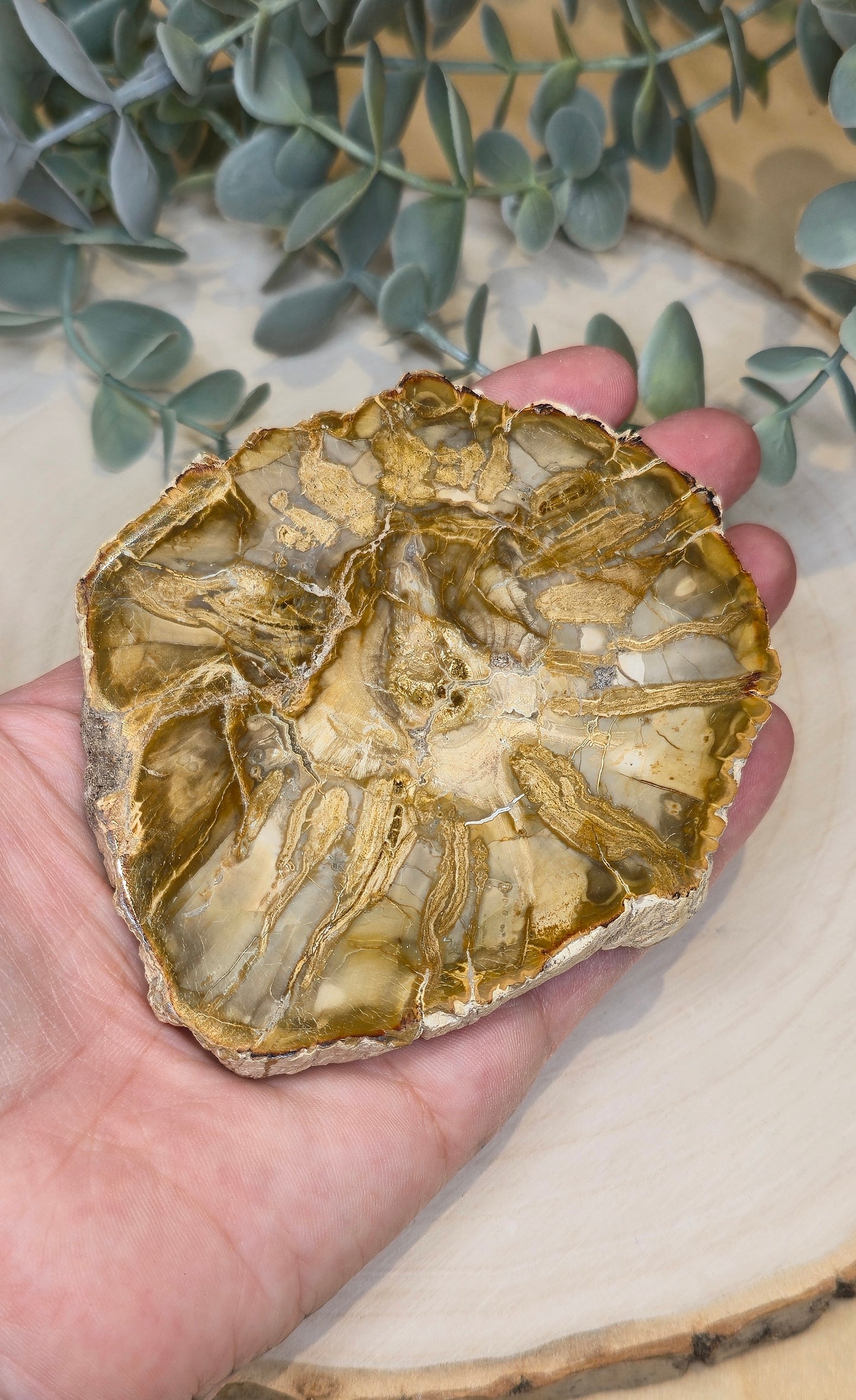 Tranche de bois pétrifié