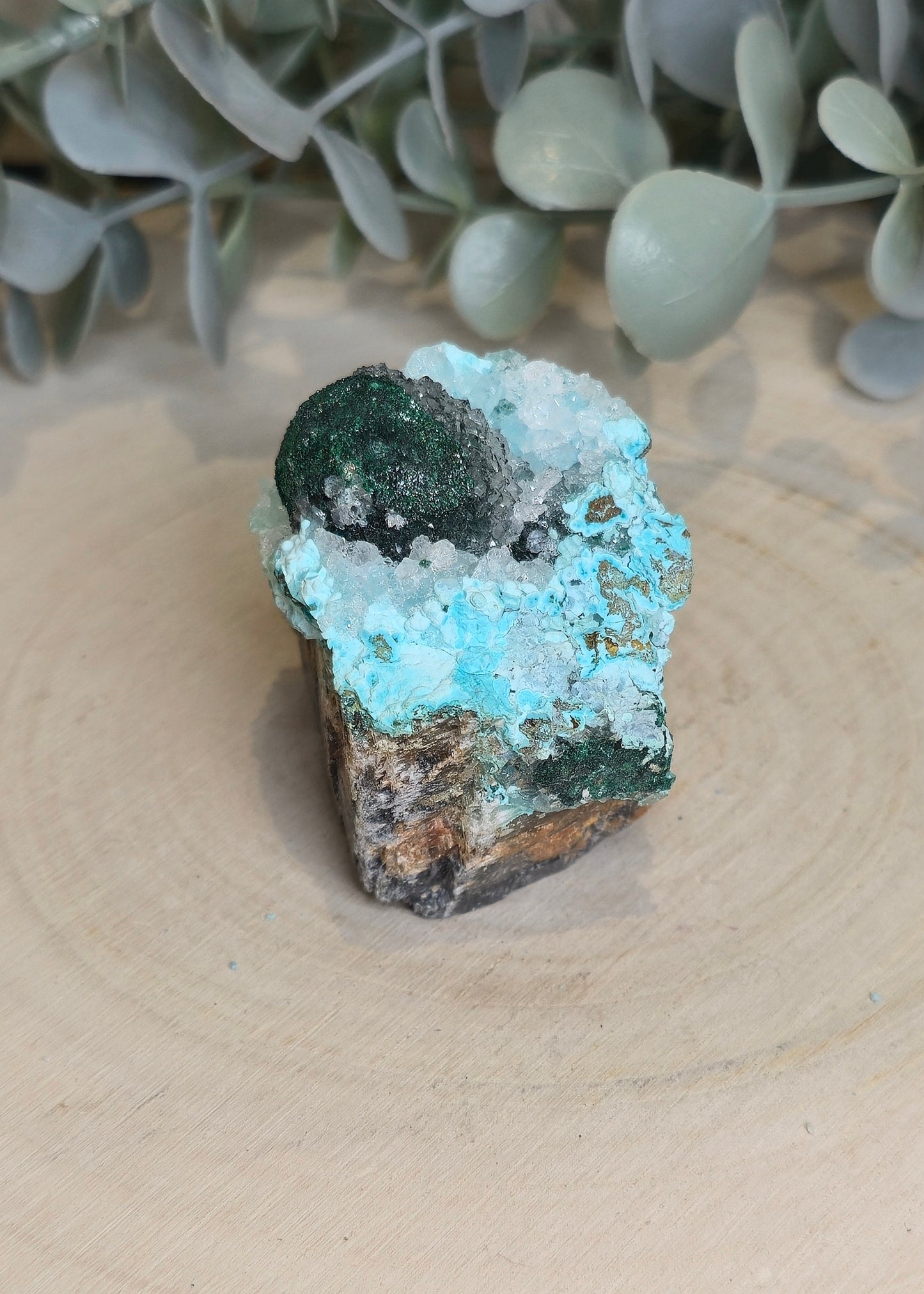 Chrysocolle brute