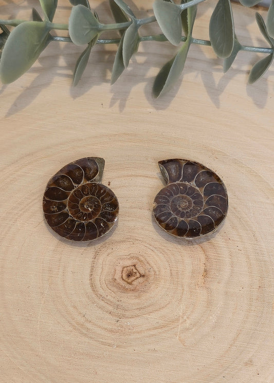 Ammonite fossile 2,5 à 3cm
