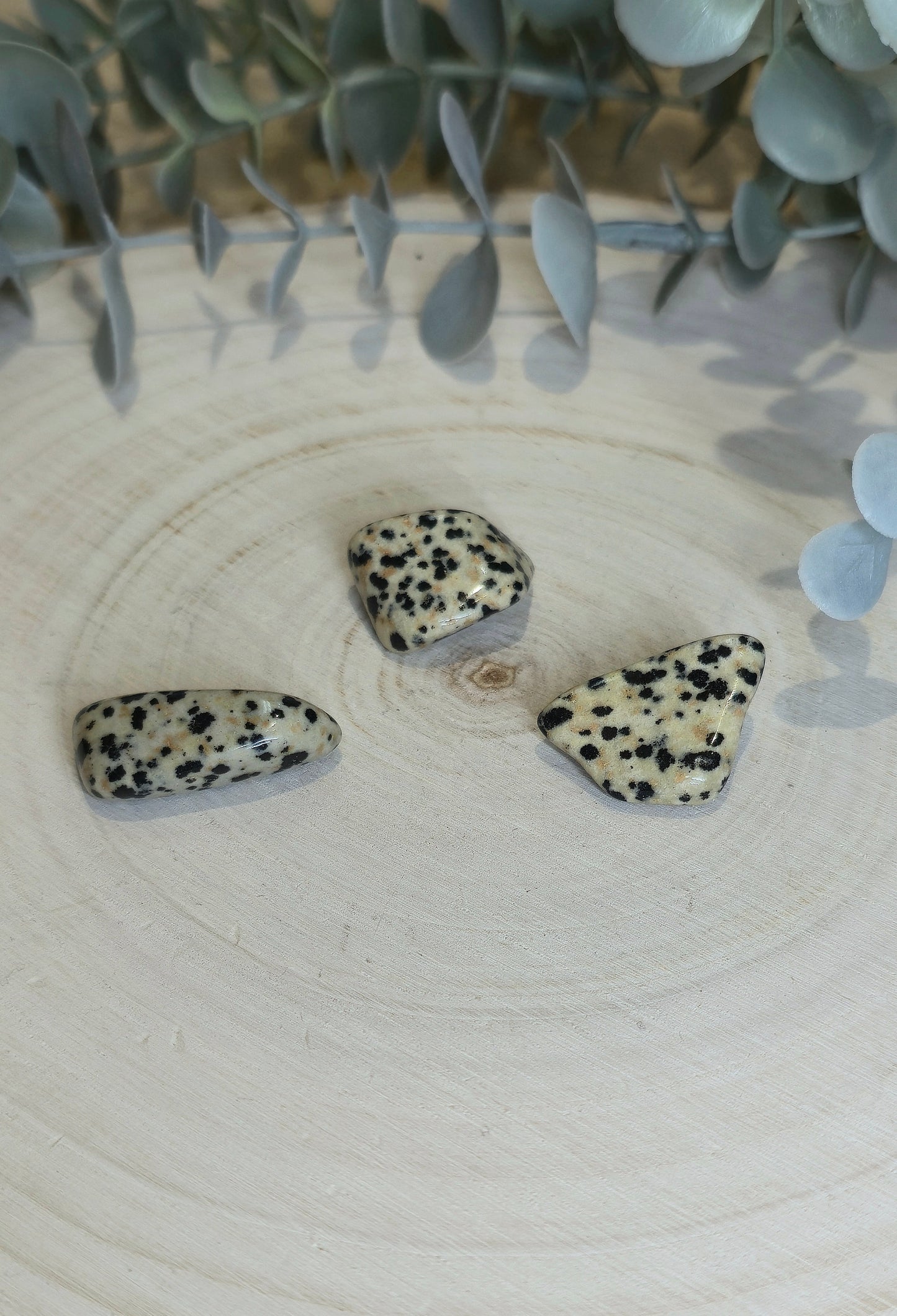 Jaspe Dalmatien barattée