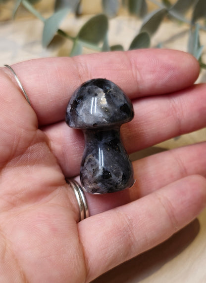 Champignon Larvikite