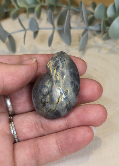 Coquille d’escargot en Labradorite