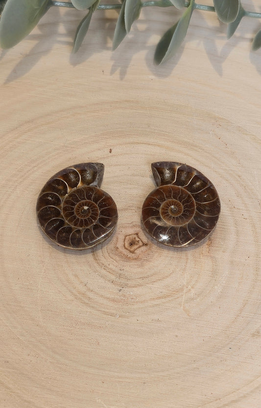 Ammonite fossile 2,5 à 3cm