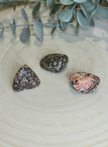 Jaspe Léopard barattée