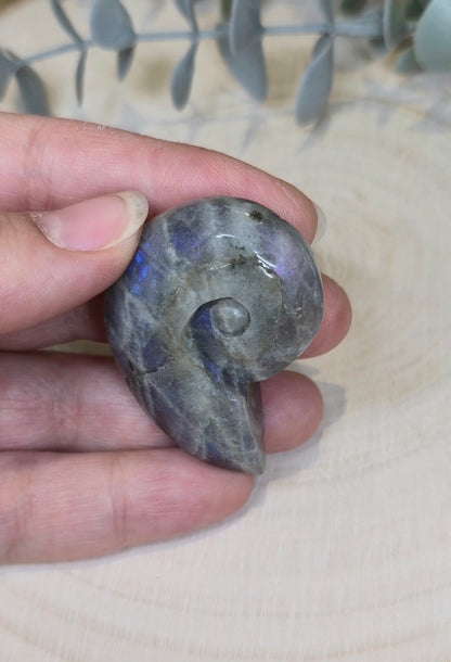 Coquille d’escargot en Labradorite