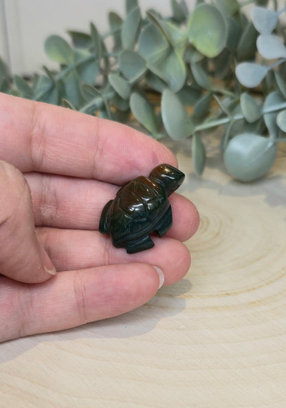 Tortue en Jaspe océan