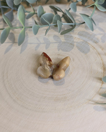 Papillon Jaspe rouge