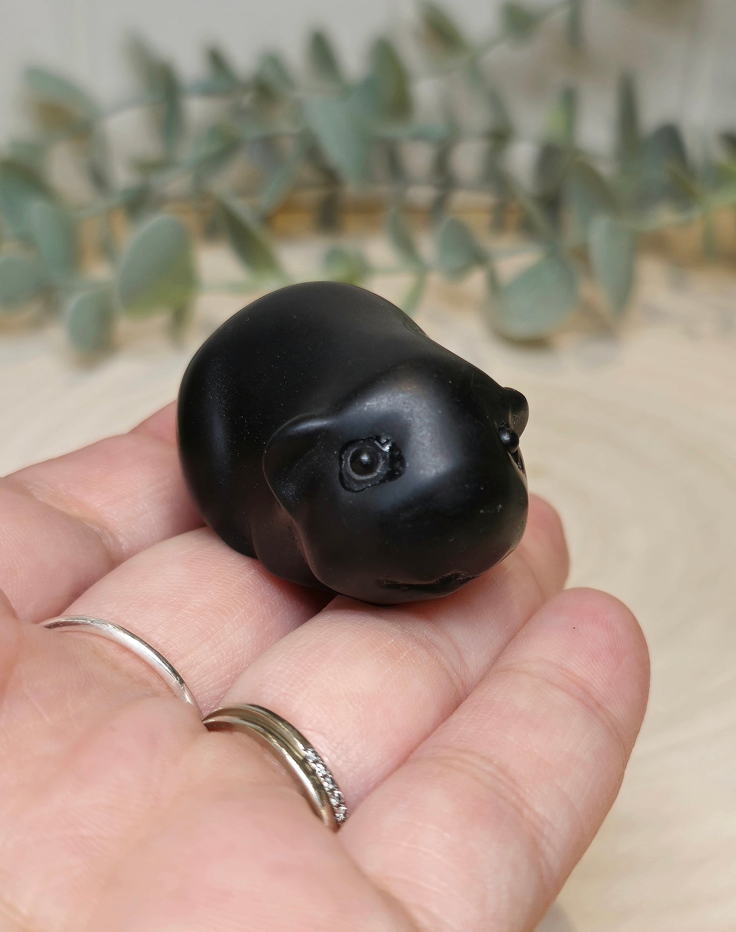 Hamster Obsidienne