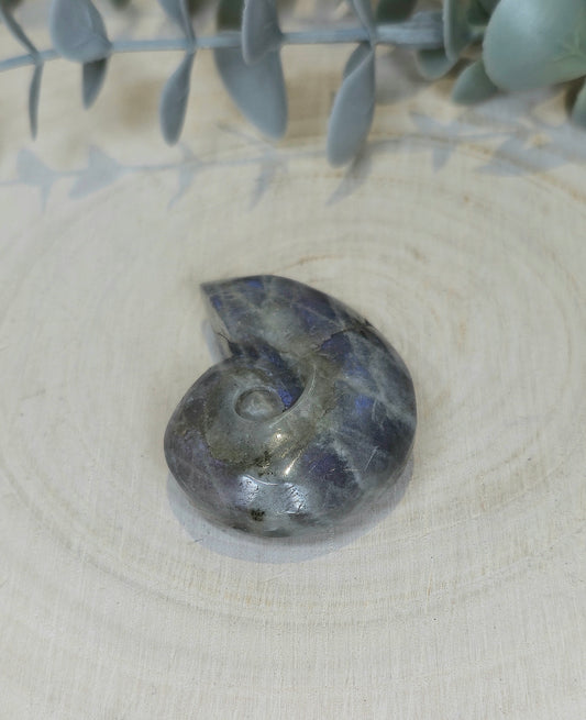 Coquille d’escargot en Labradorite